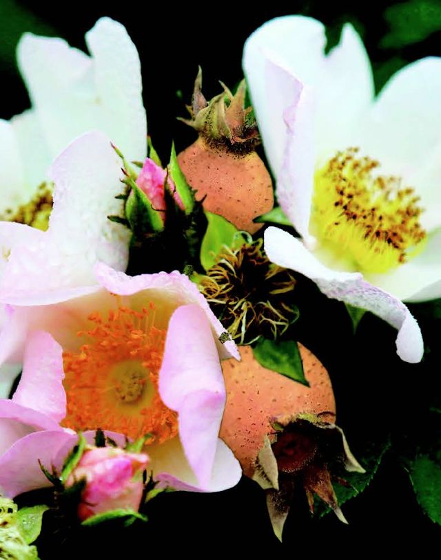 Pale pink Rosa roxburghii flowers and young spined hips