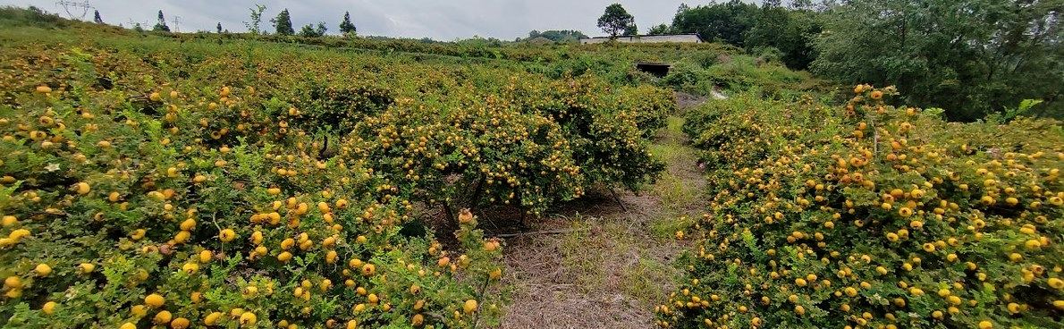 Rows of Rosa roxburghii bushes on a Guizhou hillside