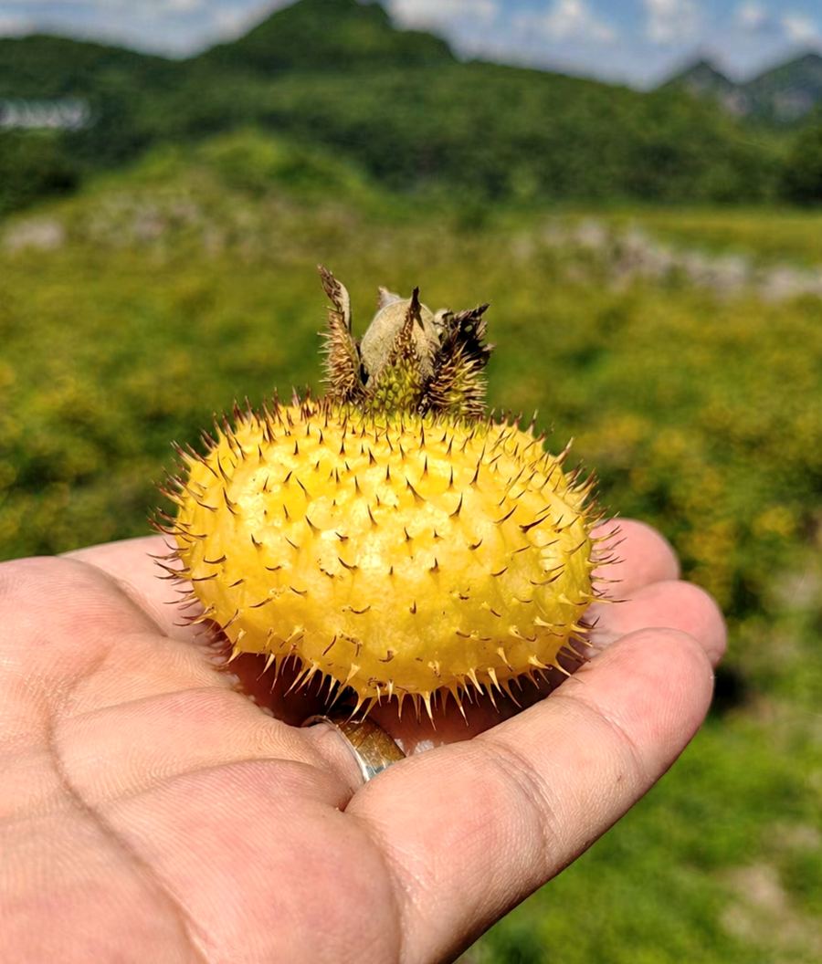 A single golden Rosa roxburghii hip, covered in fine spines, resting in an open palm