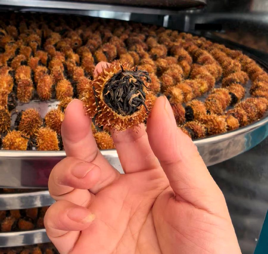 A dried Rosa roxburghii shell filled with black tea, held between the fingers